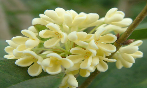 秋季吃桂花的好处.jpg