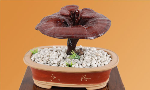 灵芝的营养和作用.jpg