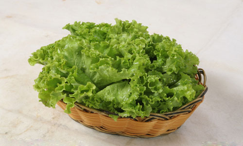 生菜的营养和价值.jpg