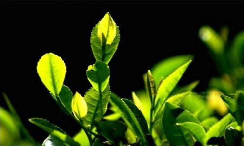 春节饮茶保健计划.jpg