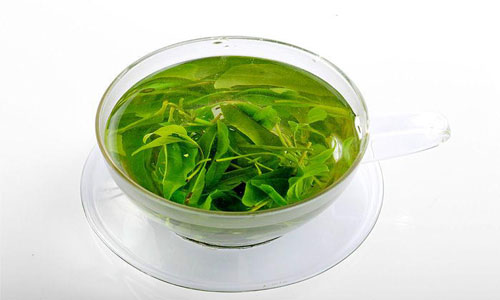 小叶苦丁茶的药用价值.jpg