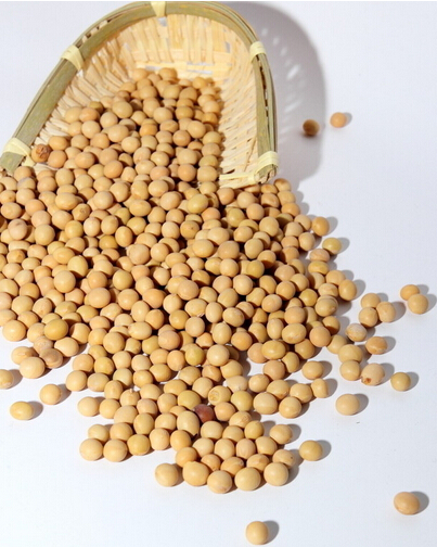 生活中吃哪些食物可以提高儿童的智力呢