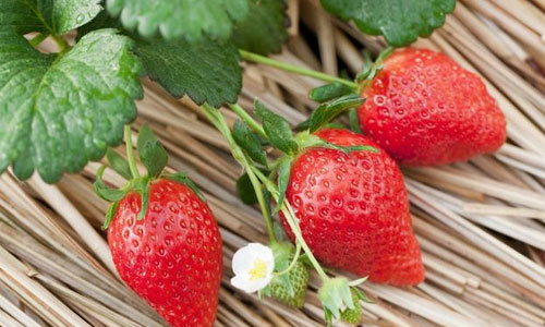 草莓可爱又可口，经常吃，还有这7大功效