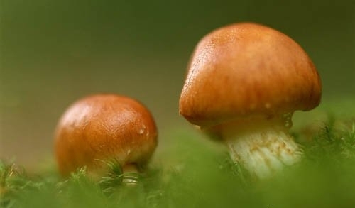 10种食物 悄悄影响女人一生