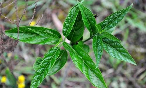 餐桌上必添的4种长寿菜