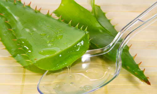 九种与芦荟有关的食用方法.jpg
