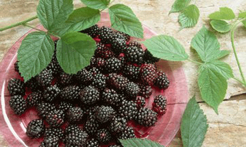 秋季养生四种水果补肾又养颜.gif