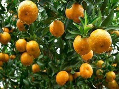 橘子营养价值高 多吃橘子能防肝病