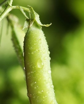 豆角怎么吃最营养