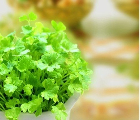 春季防治感冒 别吃香菜