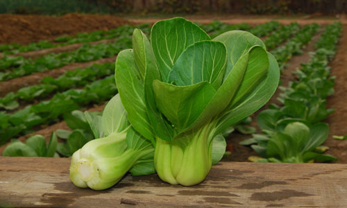 油菜的营养和价值.jpg
