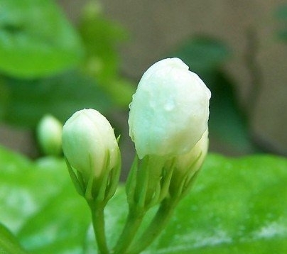 茉莉花清热解毒消炎抗菌