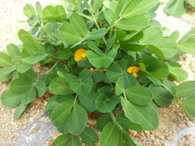 花生养生