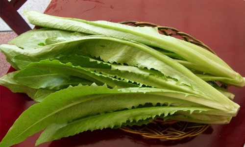 春季养生多吃油麦菜