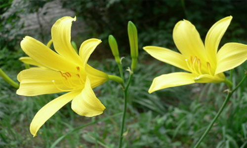 黄花菜.jpg