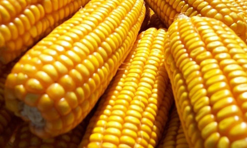 玉米.jpg