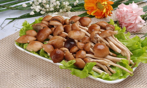 茶树菇的营养和价值.jpg