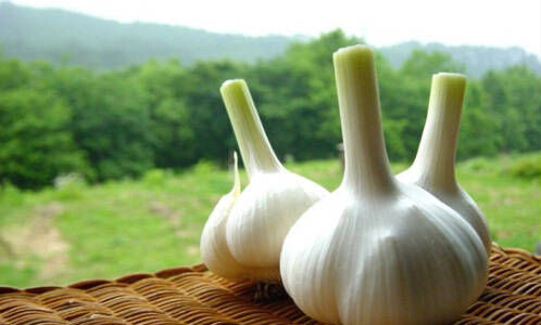 五种难闻食物对女人很有益