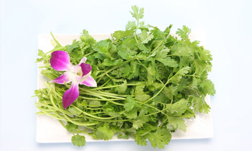 香菜白萝卜生姜能退烧？.jpg