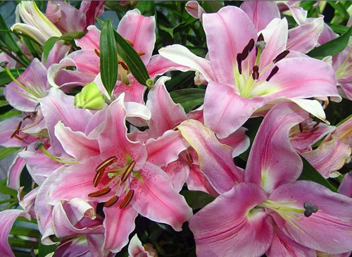 百合