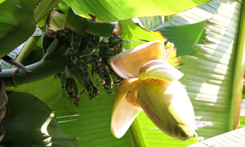 芭蕉的营养和价值.jpg