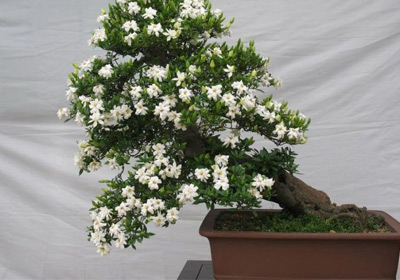 栀子花的吃法及菜谱大全