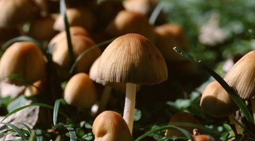 多吃菌类食物预防乳腺癌