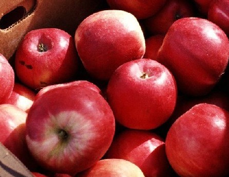 12种常见食物有“毒” 下嘴需谨慎