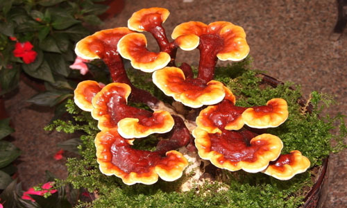 灵芝的食用方法1.jpg