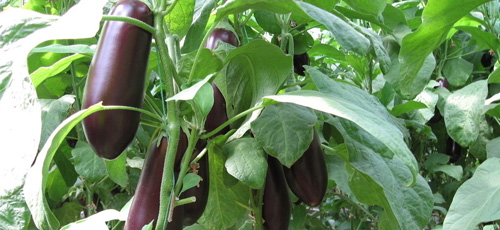 夏季消暑又嫩肤的9种蔬菜
