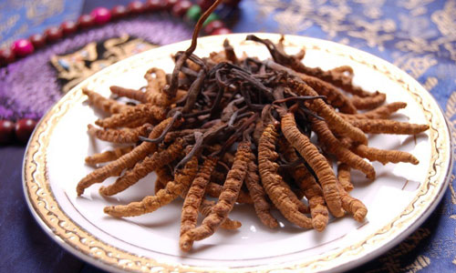 吃冬虫夏草有哪些禁忌.jpg