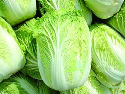 大白菜的抗癌功效大揭秘.jpg