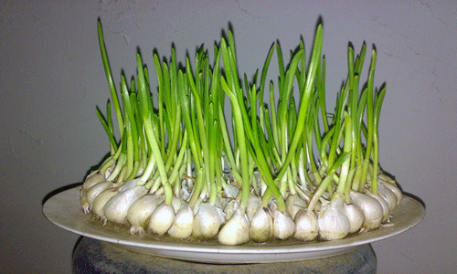 有些食物发芽后营养翻倍