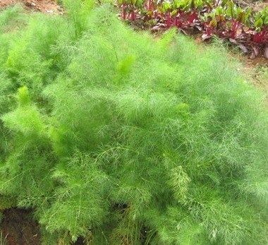 六种蔬菜 轻松帮你抗菌增强体质