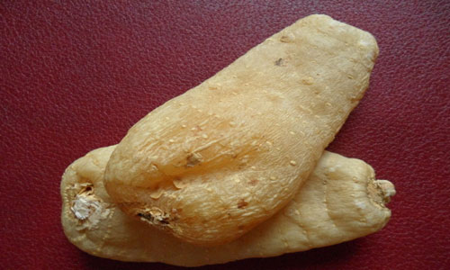 天麻的功效与作用1.jpg