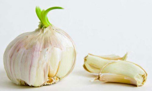 这种食物发了芽不仅没有毒，反而营养翻倍