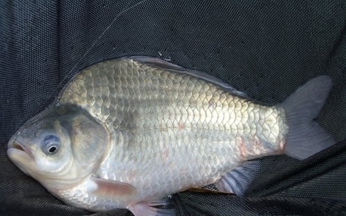 日常五种食物不要随意丢弃