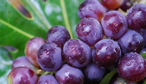 推荐6种能滋阴补肾的黑色食物