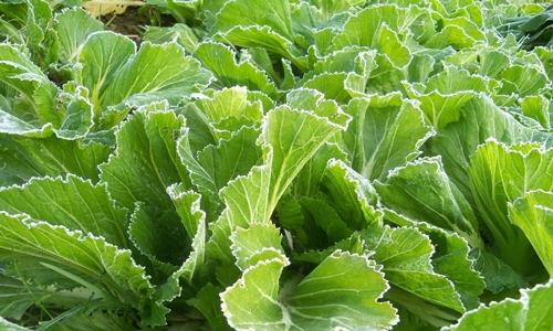 芥菜可以提神醒脑.jpg