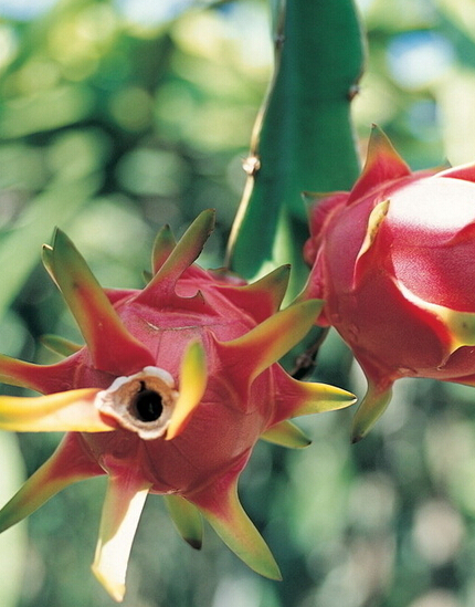 火龙果皮能吃吗 抗癌功效