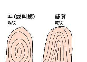 从指纹斗看你是否富贵命