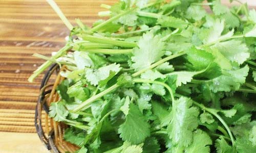 香菜