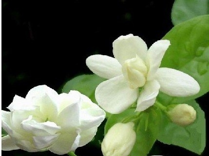 茉莉花 助你清热解毒消炎抗菌