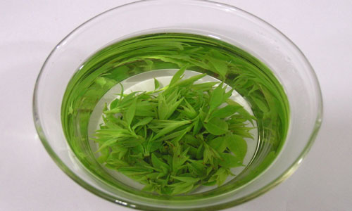 苦丁茶有什么营养和药用价值1.jpg