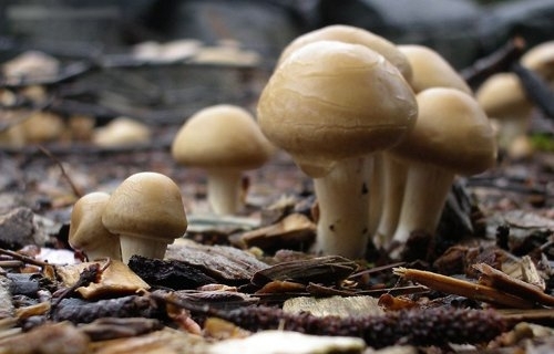 选对蔬菜 你的皮肤会越吃越白