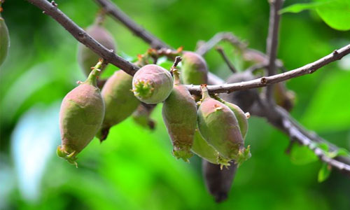日常<a target=_blank href='http://food.ttys5.com/'><b>食物</b></a>中巴豆功效和药性