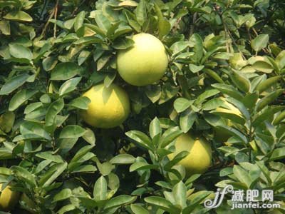 ${柚子的减肥机理}