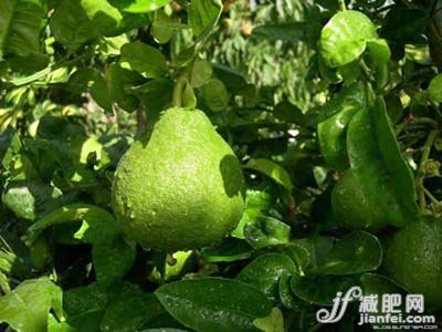 ${柚子的药疗功能}