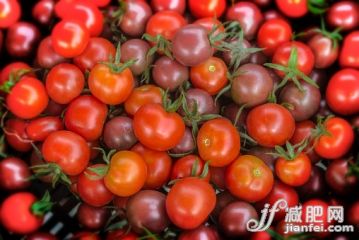 农业,水果,樱桃,西红柿,有机食品_567733047_Organic red and black cherry tomatoes_创意图片_Getty Images China 农业,水果,樱桃,西红柿,有机食品_567733047_Organic red and black cherry tomatoes_创意图片_Getty Images China
