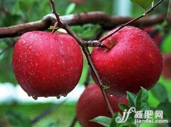 揭真相“难吃”食物很养人